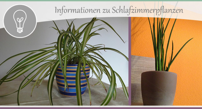 Schlafzimmer gestalten – Teil 5 – Tipps zu Pflanzen › wohncore Schlafzimmer gestalten – Teil 5 – Tipps zu Pflanzen › wohncore