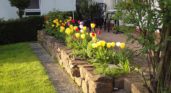 Tulpen